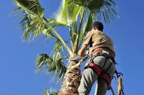 Technician performing palm tree trimming and maintenance for Chalmette Tree Service.