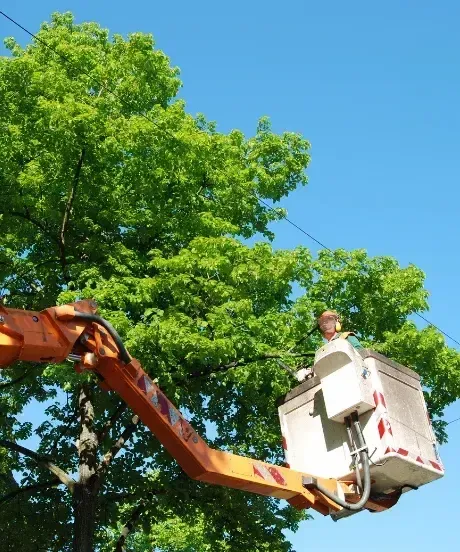 Bucket-truck pruning for permit-required tree removal by Chalmette Tree Service.