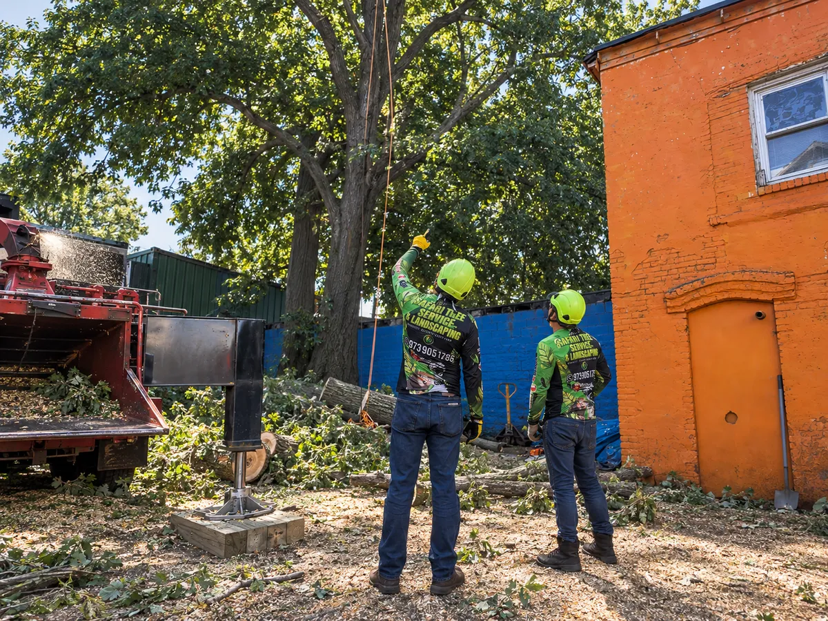 Safari crew cleaning up after a large tree removal