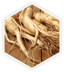 Panax Ginseng