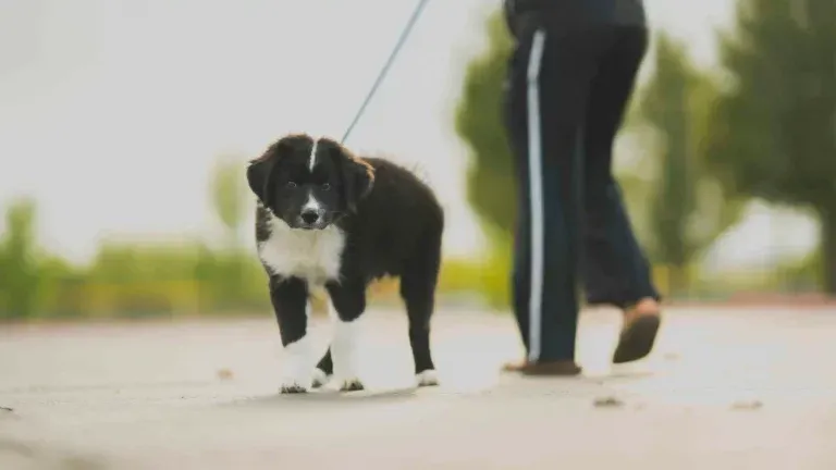 Benefits of Living in a Pet-Friendly Community