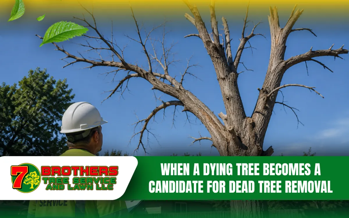 Dead tree with brittle branches being evaluated for professional removal