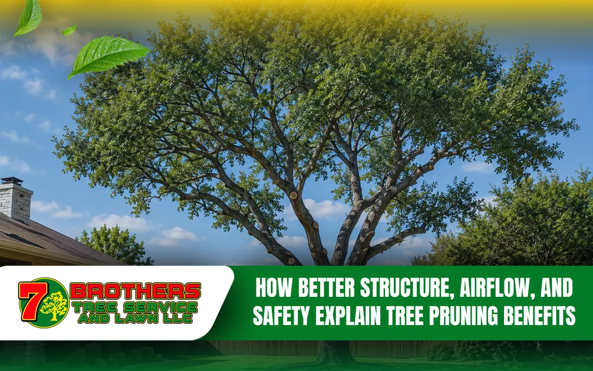 Mature tree after selective pruning for improved structure and clearance