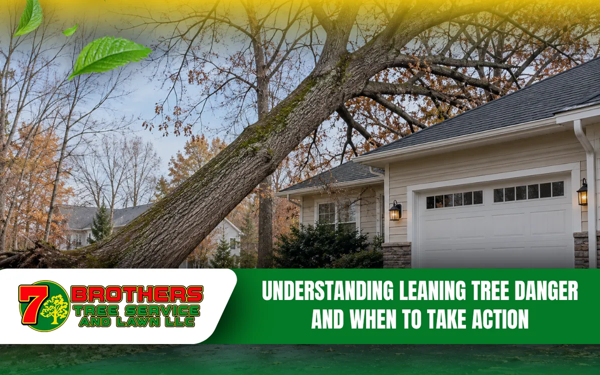 Leaning tree tilted toward a home and driveway