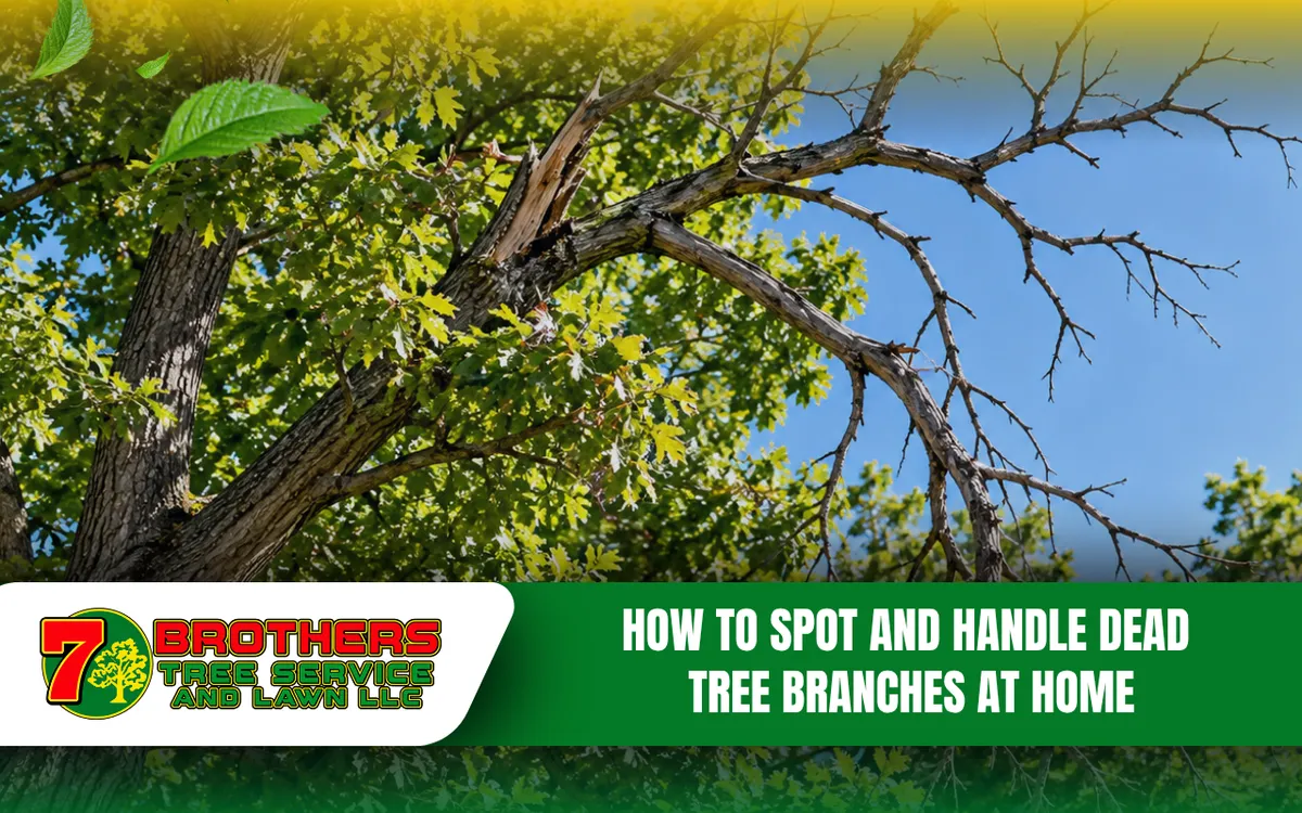 Dead tree branches with no leaves in a green canopy