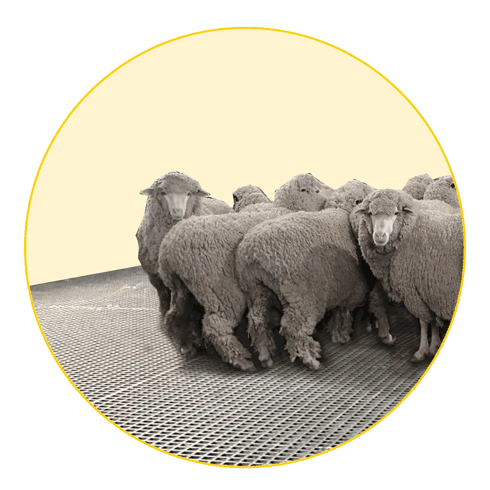 Shearing Shed Flooring