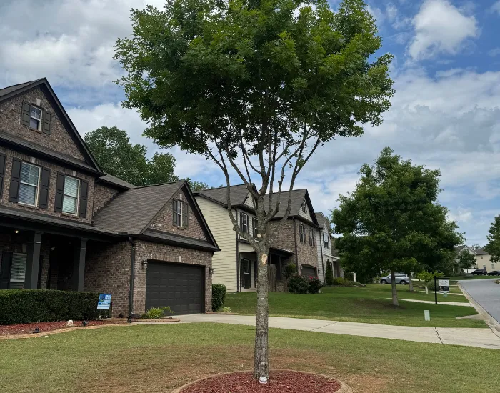 Alpharetta Tree Removal and Trimming