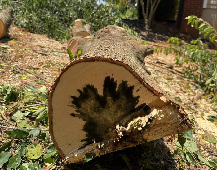Cumming Tree Removal and Trimming