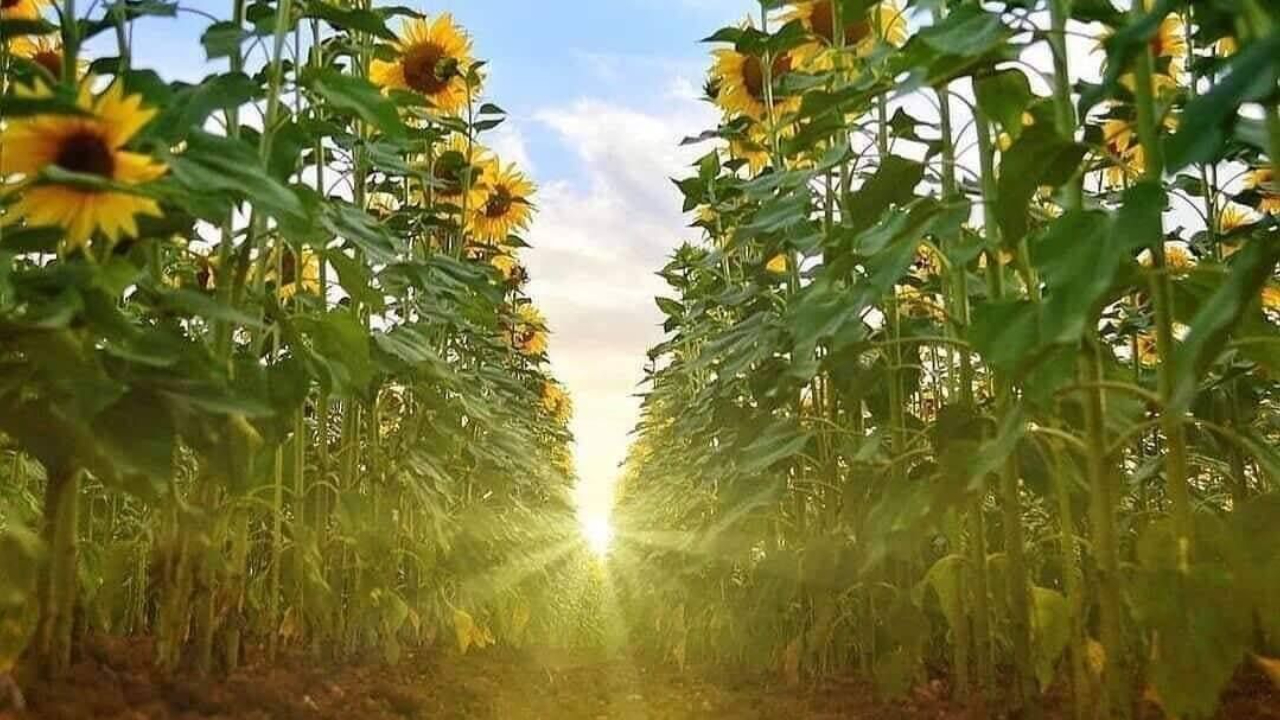 Happiness How To's