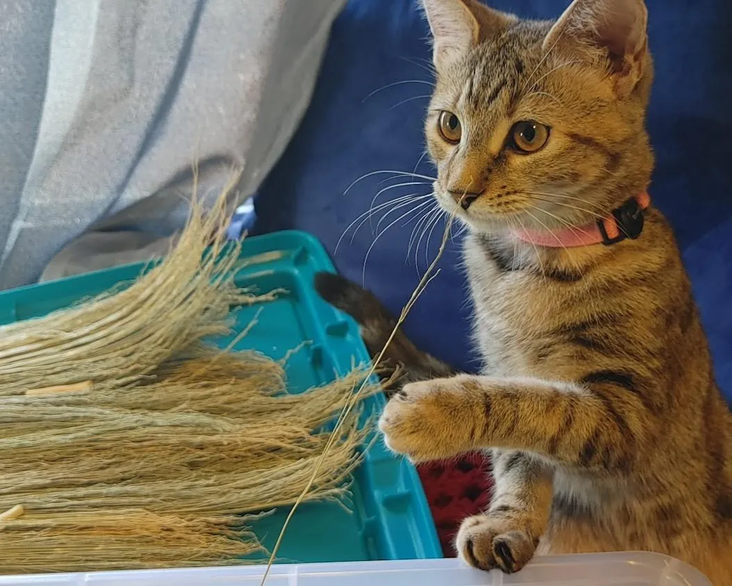 person holding brown stick on green grass field during daytime