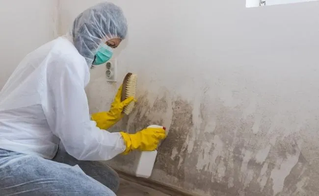 An image of Mold Removal Services in Oakland, CA