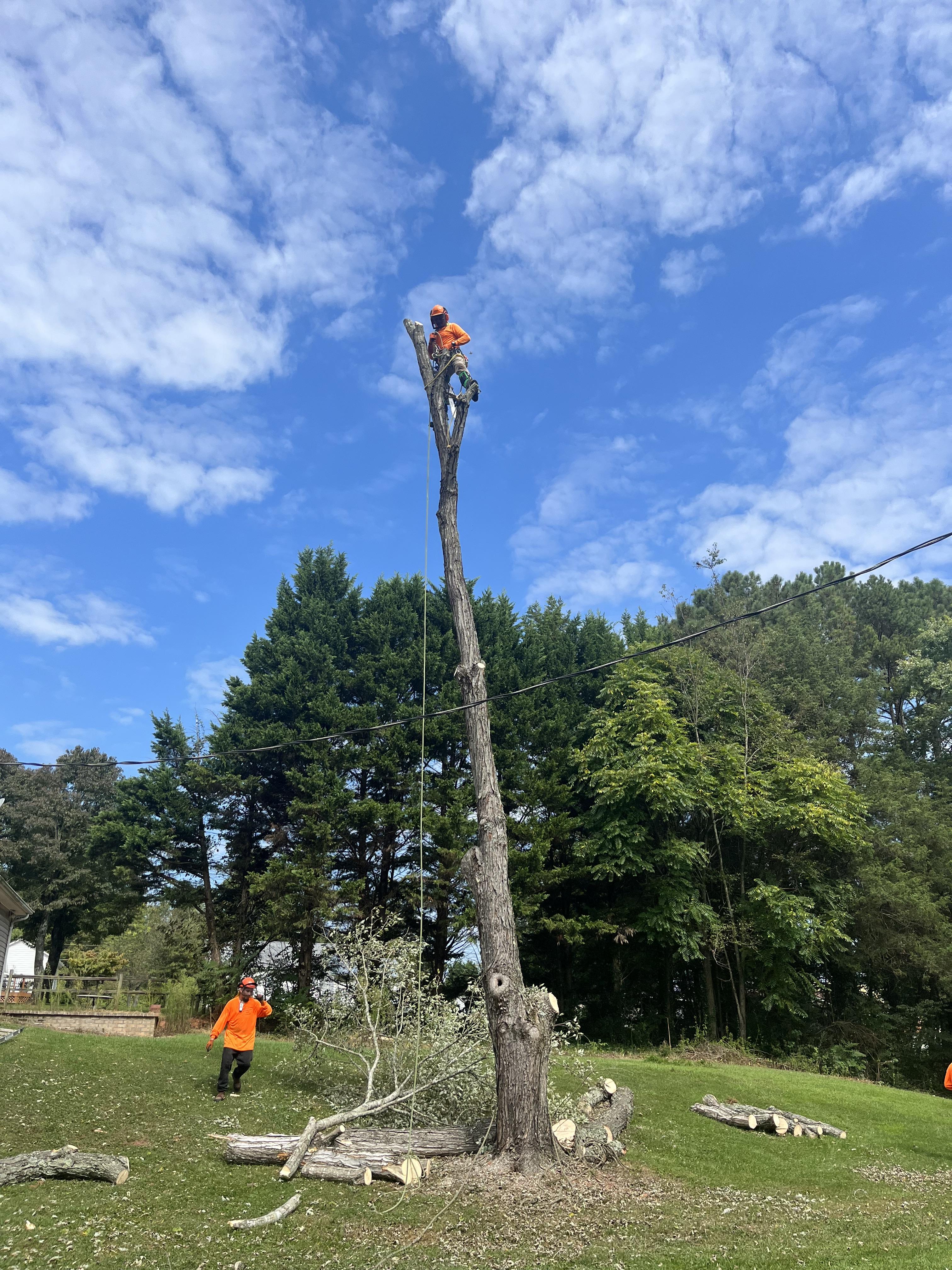 Tree Service in Yadkn County