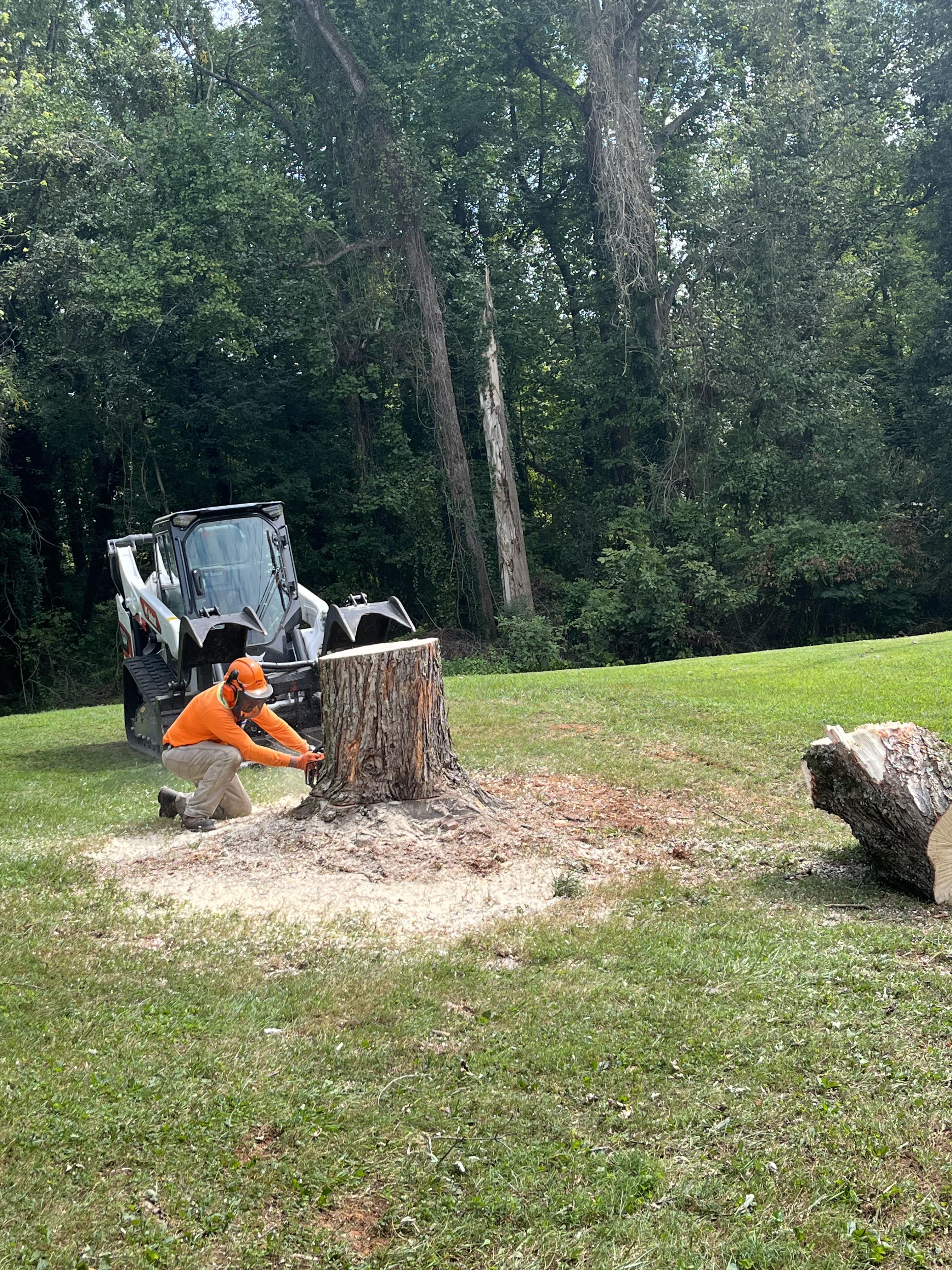 Tree Service in Yadkn County