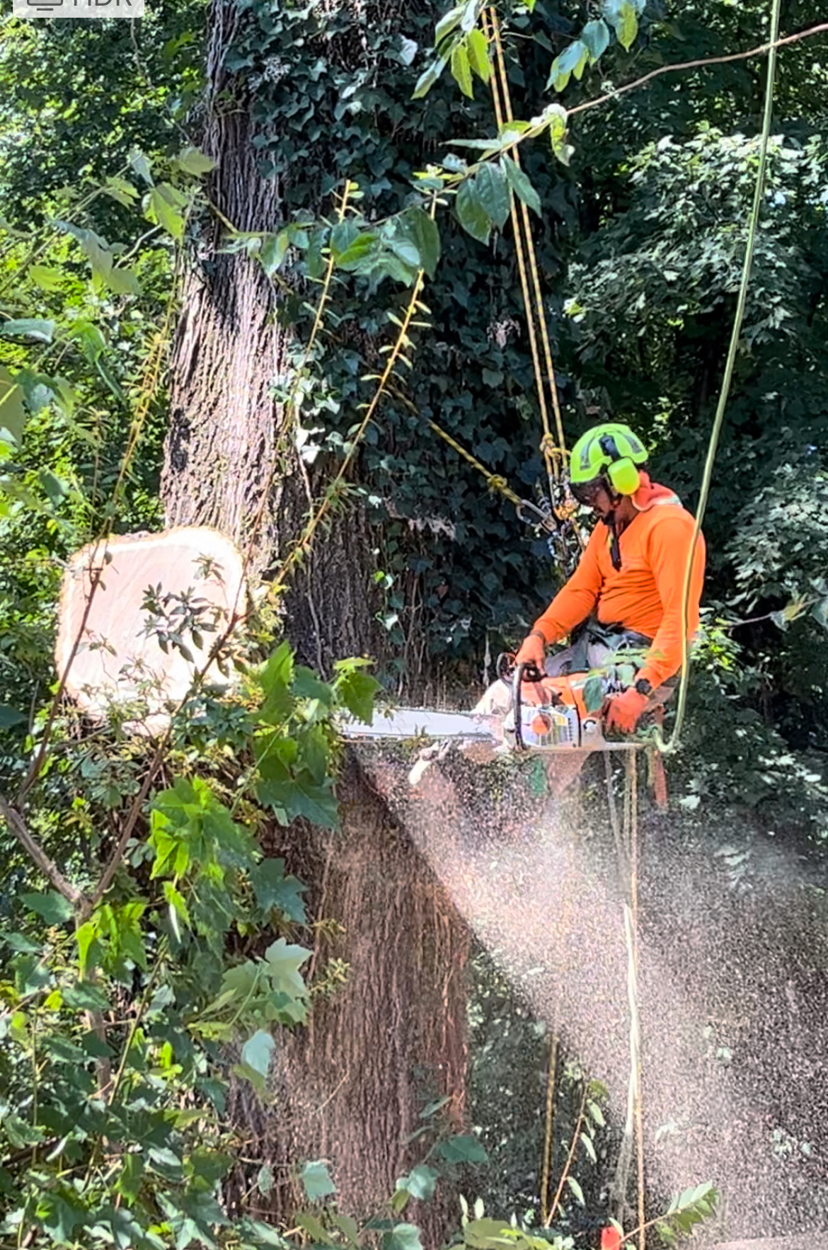 Tree Service in Yadkn County