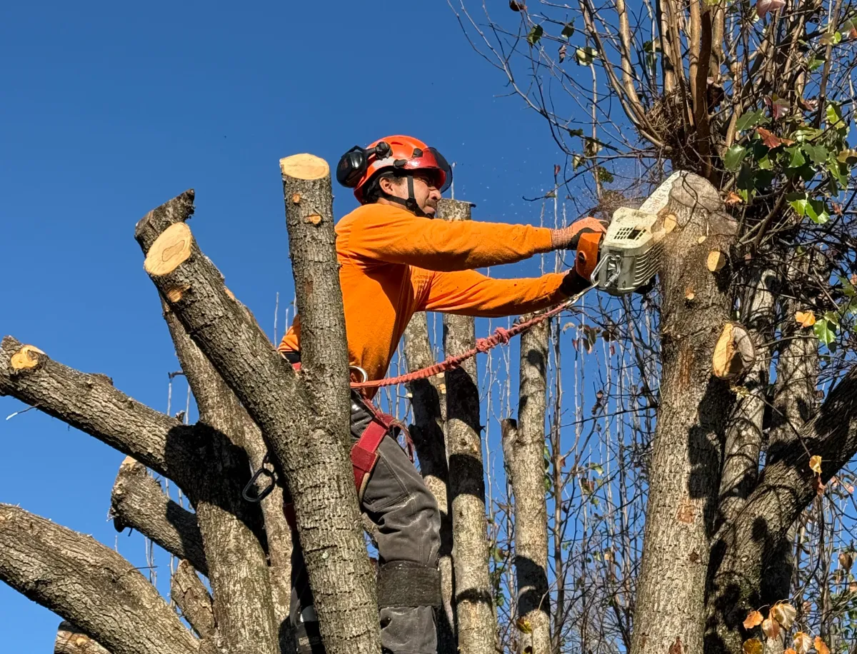 Arborist doing Tree Removal Sevice in Yadkin County