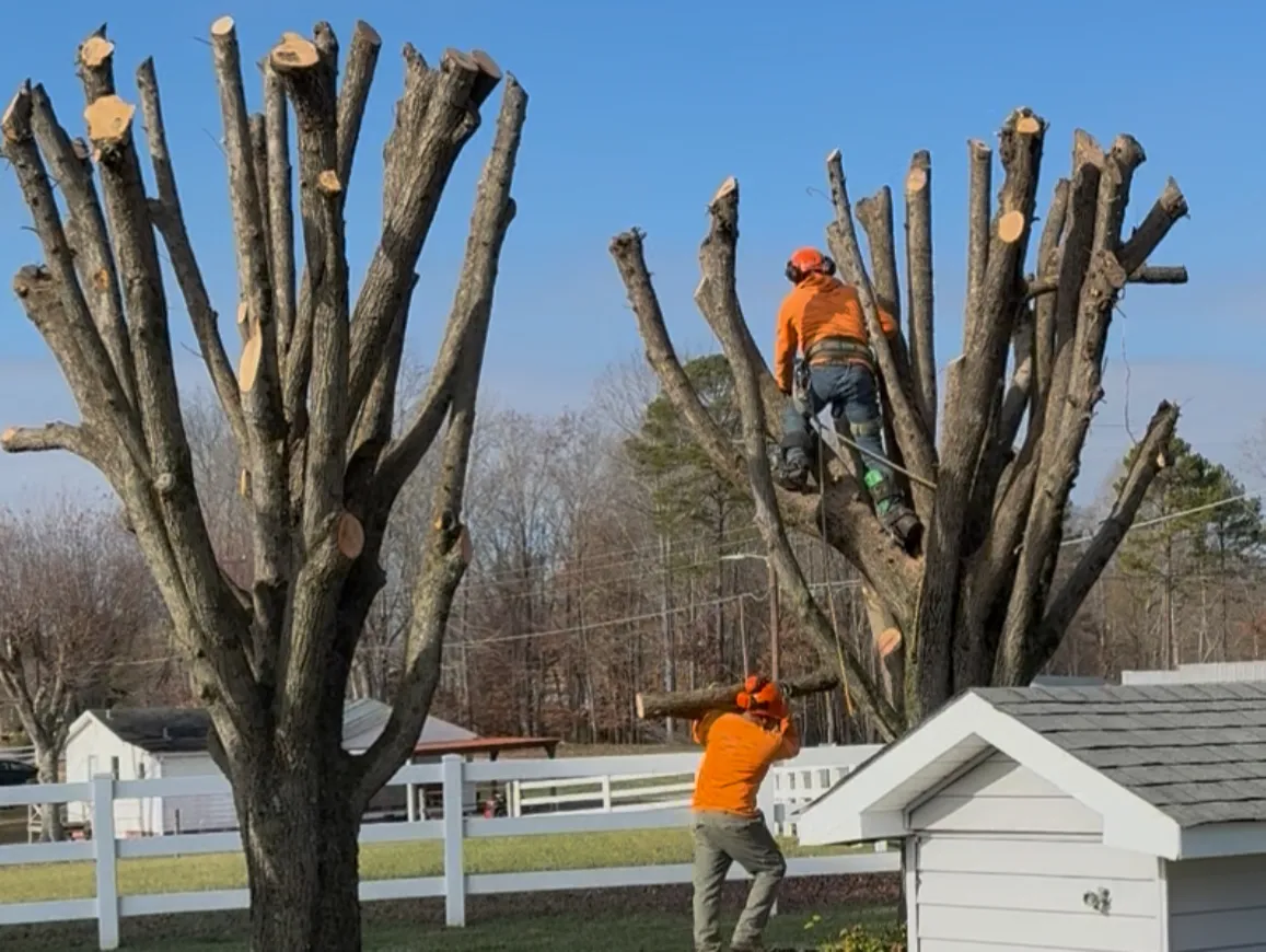 Arboris Tree Trimming Yadkin County 