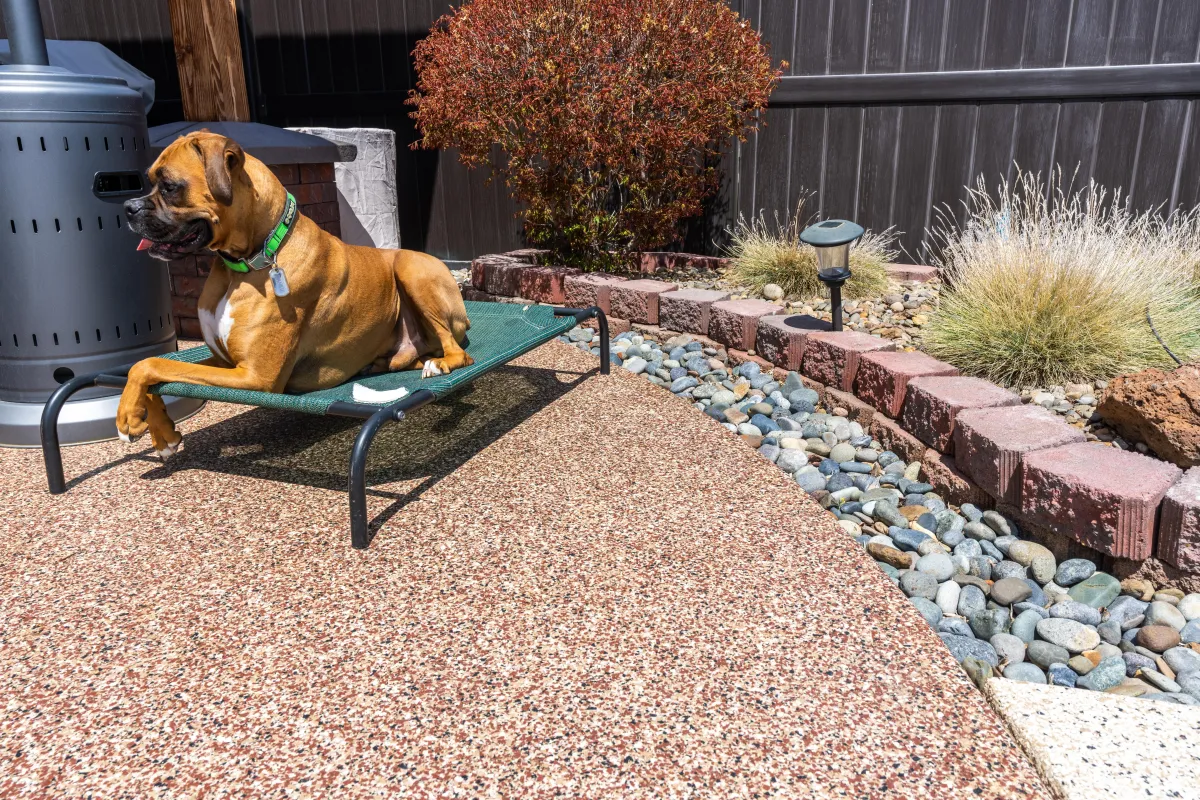 back patio coating with dog