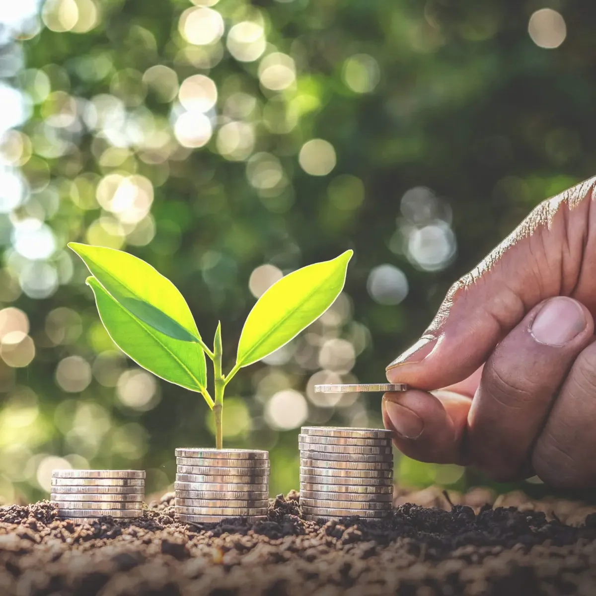 Coins stacked on the ground with a small plant growing from one stack