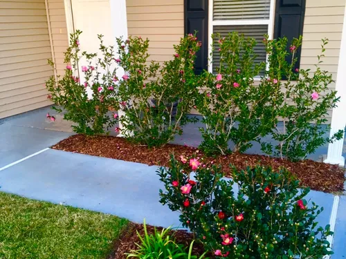Recent landscaping work with garden beds