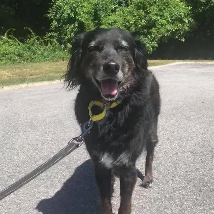 Black dog with grey fur around muzzle, chest, & eyebrows standing on the street. Dog is facing the camera and appears to be smiling with mouth open and eyes closed,