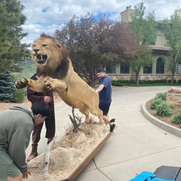Billy Goat Moving team carrying a large stuffed lion from a Fort Collins home during a residential move
