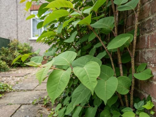 Japanese Knotweed Treatment in Uttoxeter