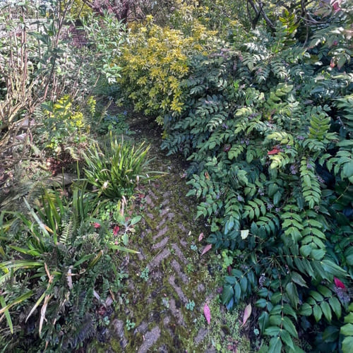 Uttoxeter Japanese Knotweed Treatment