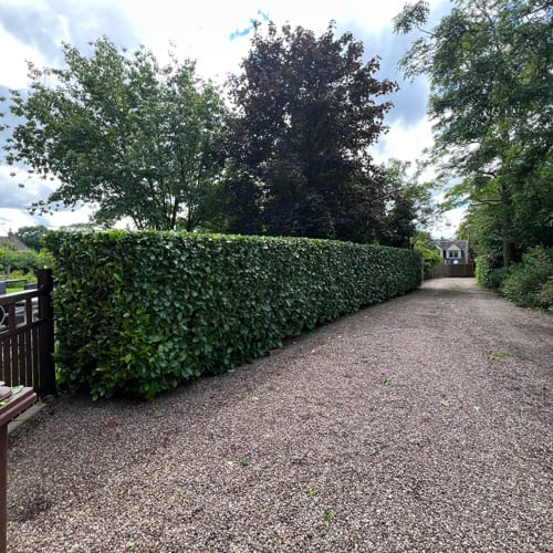 Garden Maintenance