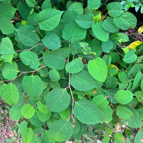 Stafford Japanese Knotweed Treatment