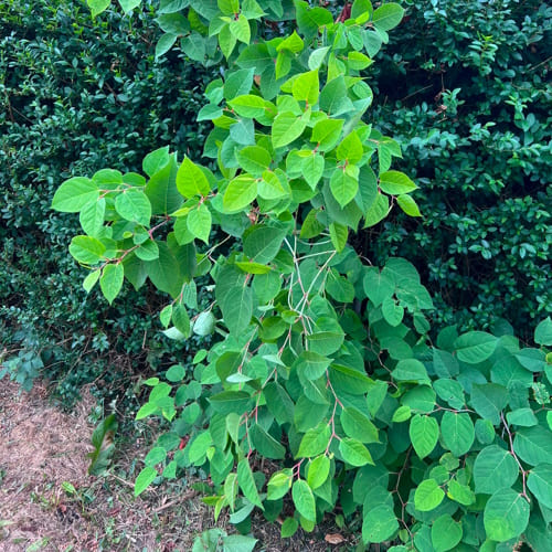 Stoke-on-Trent Japanese Knotweed Treatment