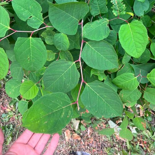 Marchington Japanese Knotweed Treatment
