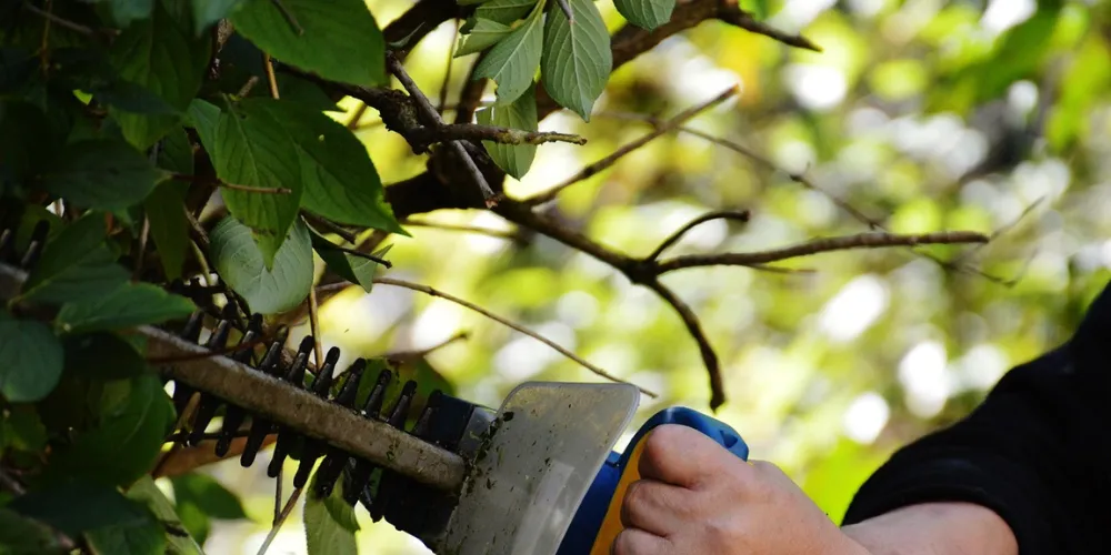 And so much more including hedge, bush and tree trimming plus weeding, weed spraying and even exit cleans