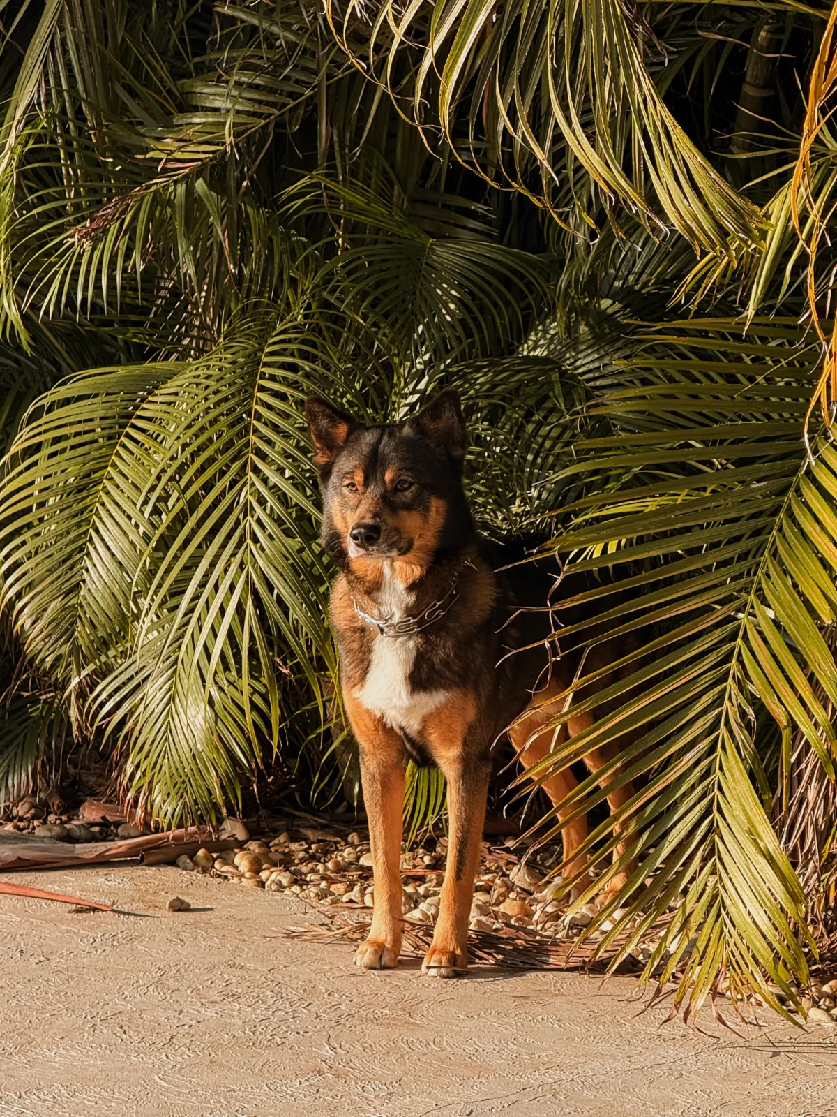 Pooper Scooper Services