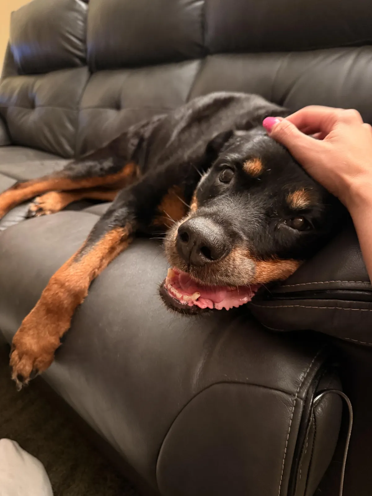 Dog Sitting