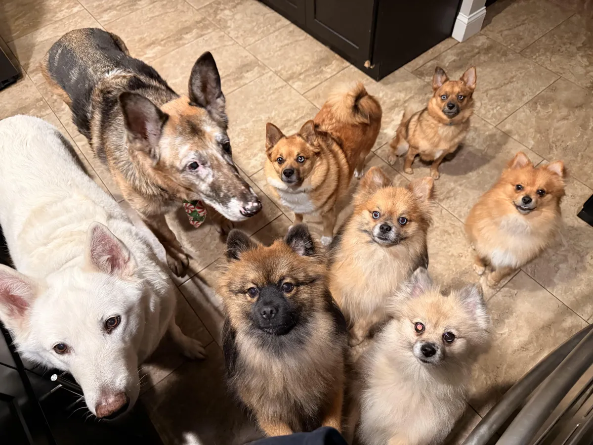 Dog Sitting