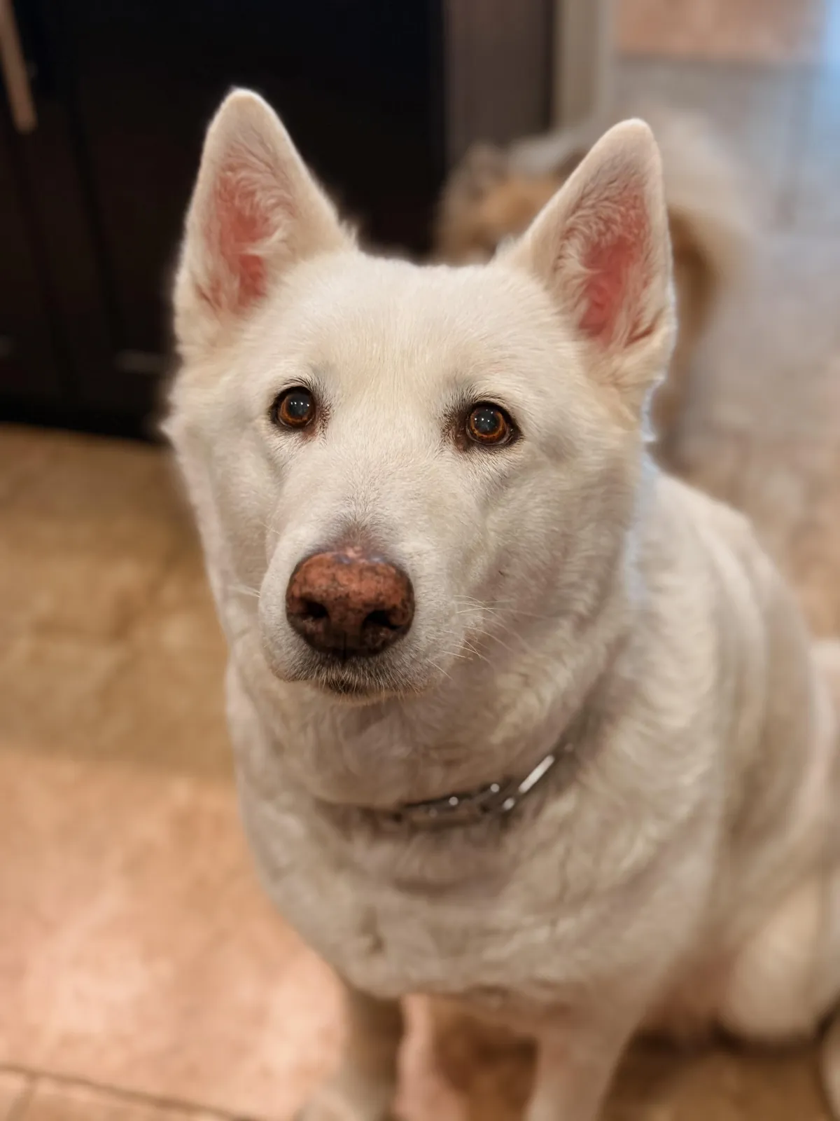 Dog Sitting