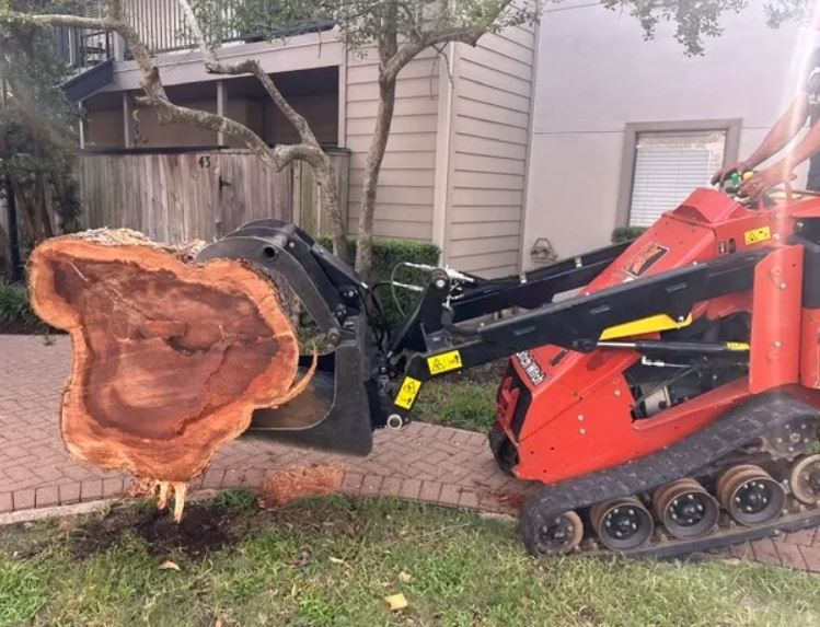 Certified tree care arborist inspecting mature tree health and branches