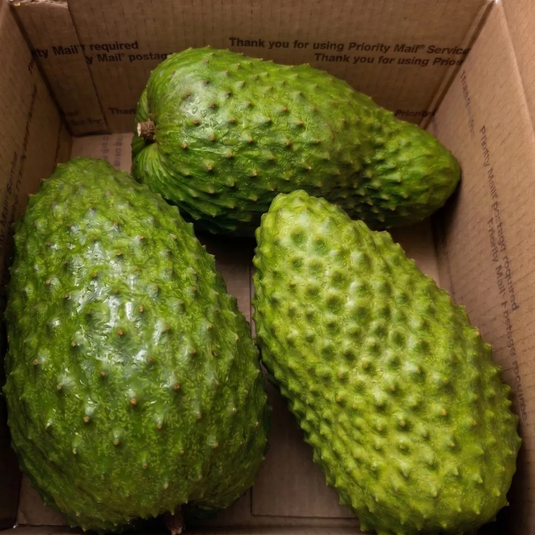 Whole Fresh Soursop Guanabana fruit on clean botanical background