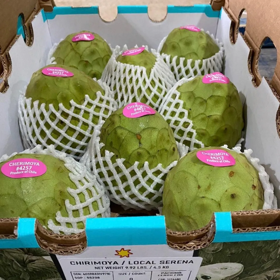 Ripe custard apple cherimoya growing on a branch in a tropical orchard