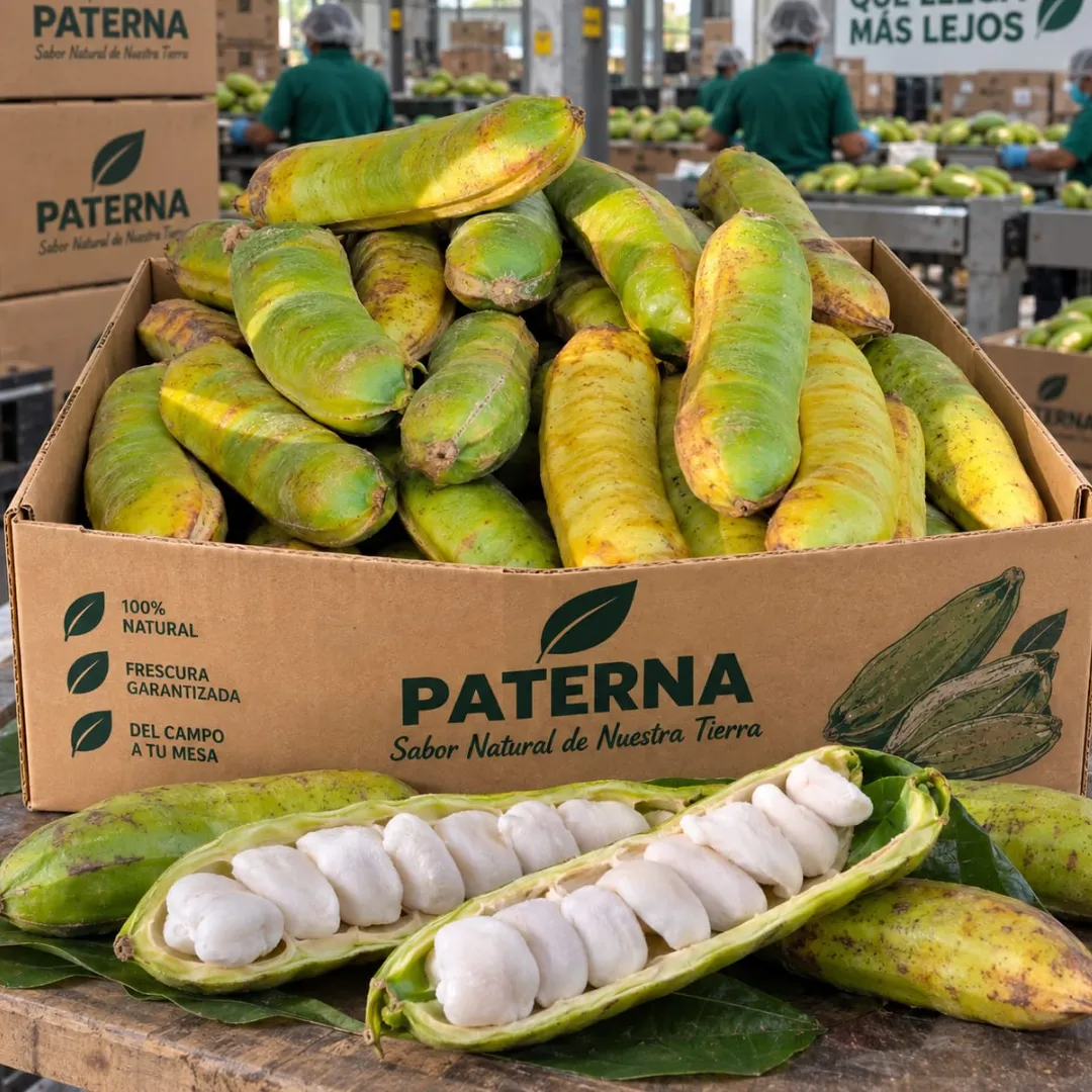 Ripe custard apple cherimoya growing on a branch in a tropical orchard