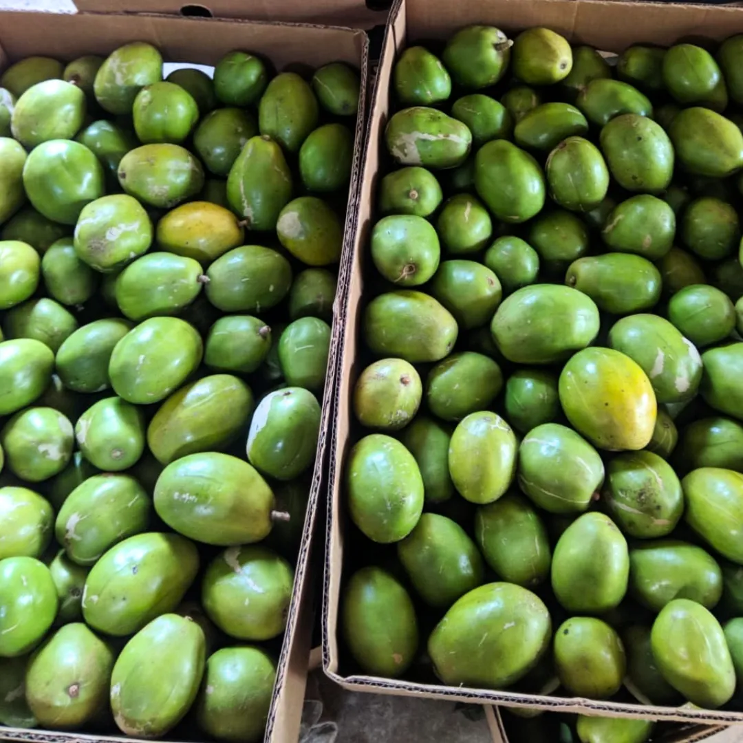 Fresh whole paterna ice cream bean pods displaying long green textured rinds
