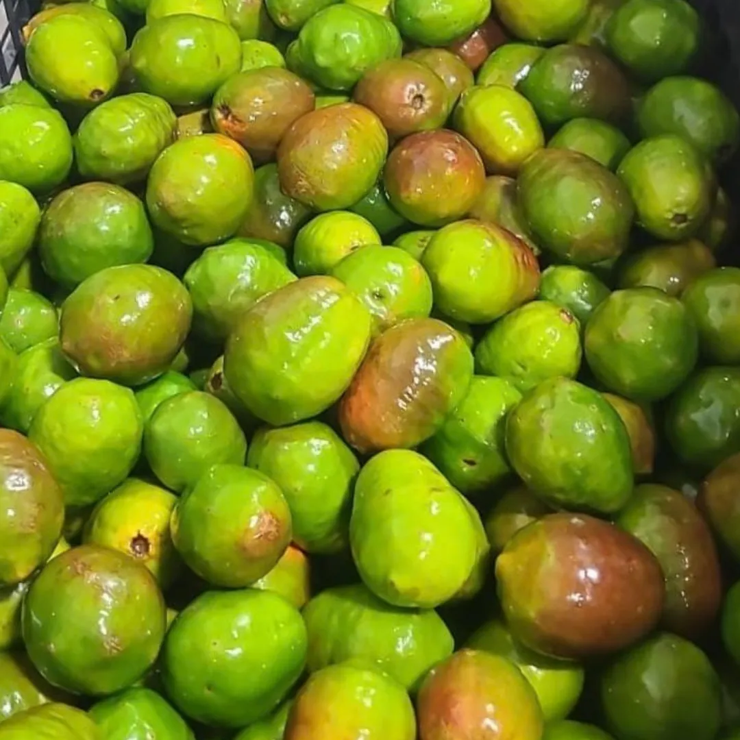 Fresh jumbo June plum golden apple with smooth green skin on a clean background