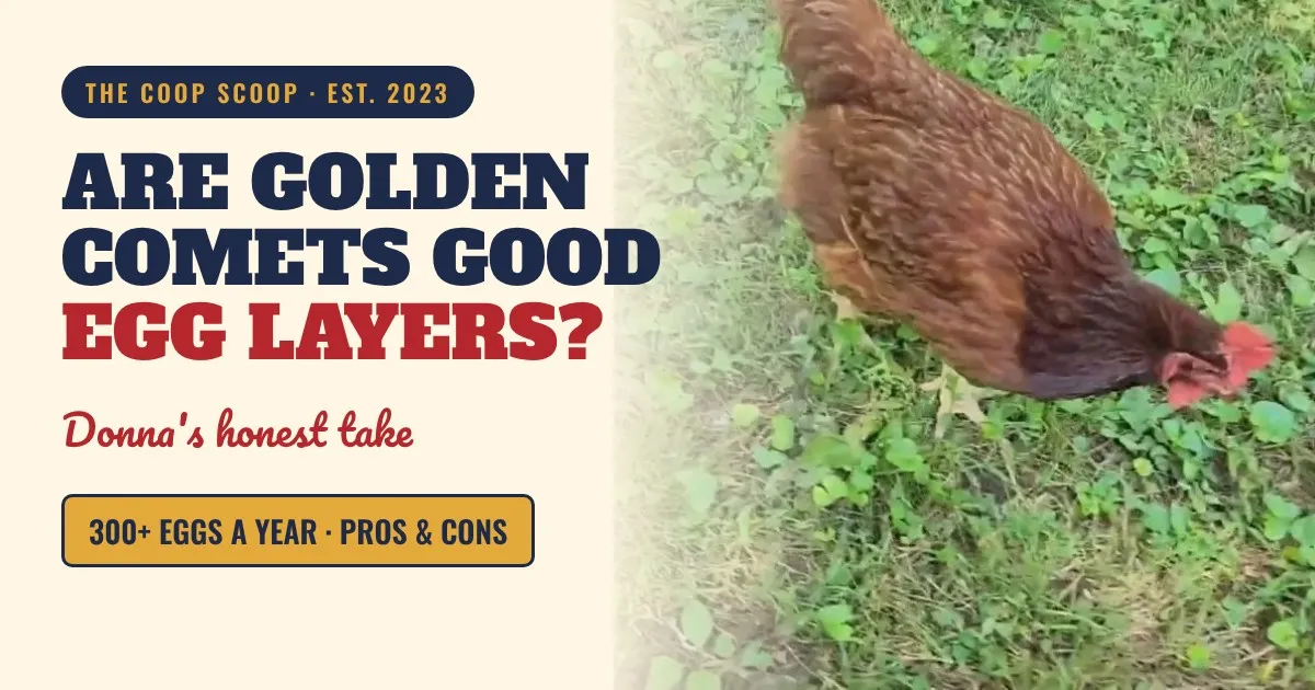Are Golden Comet Chickens Good Egg Layers?
