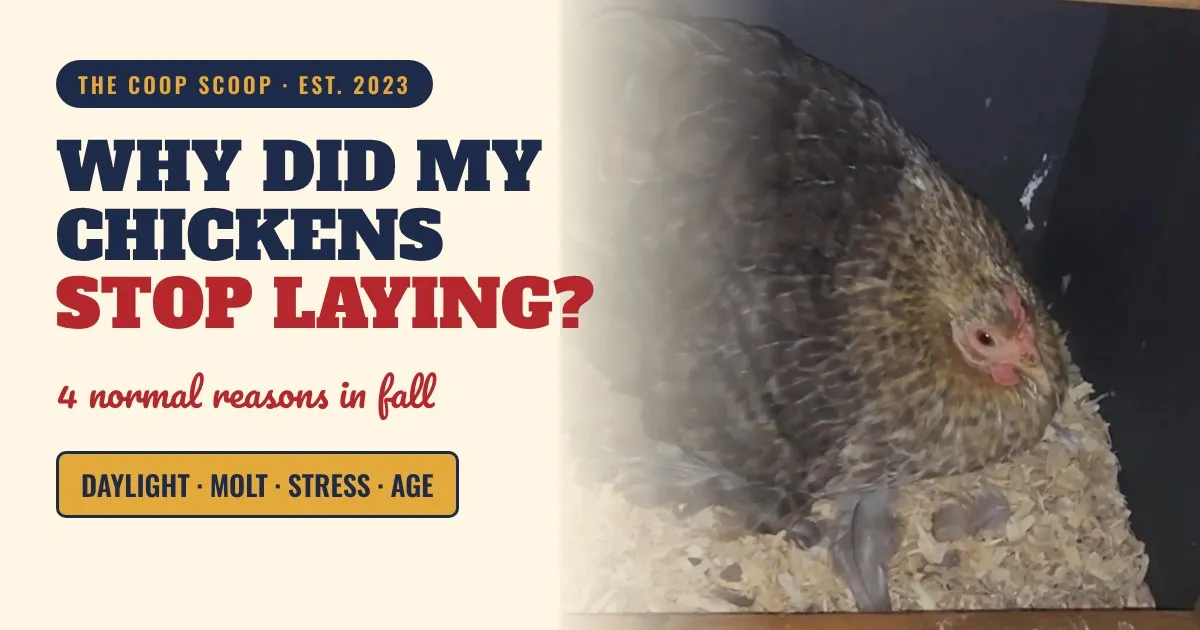 Why Did My Chickens Stop Laying in Fall? 4 Normal Reasons