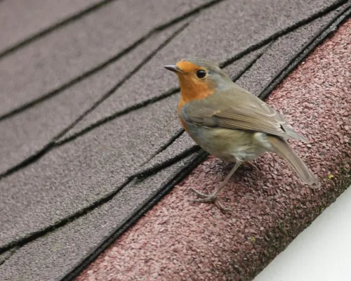  Shingles Roofing