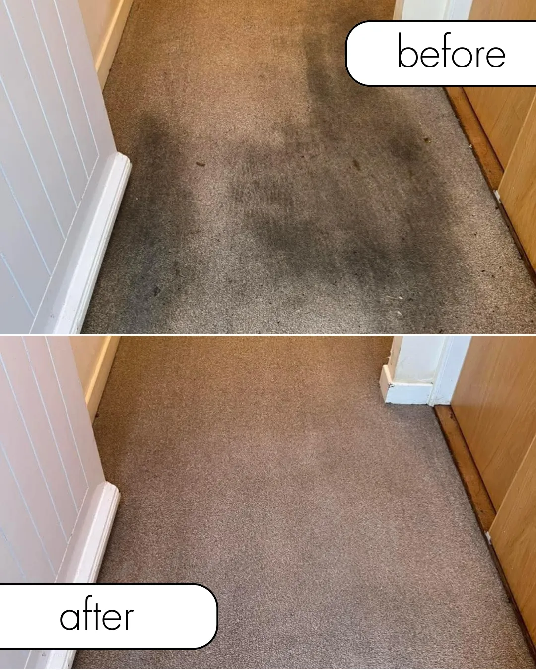 carpet cleaning Near Dundee