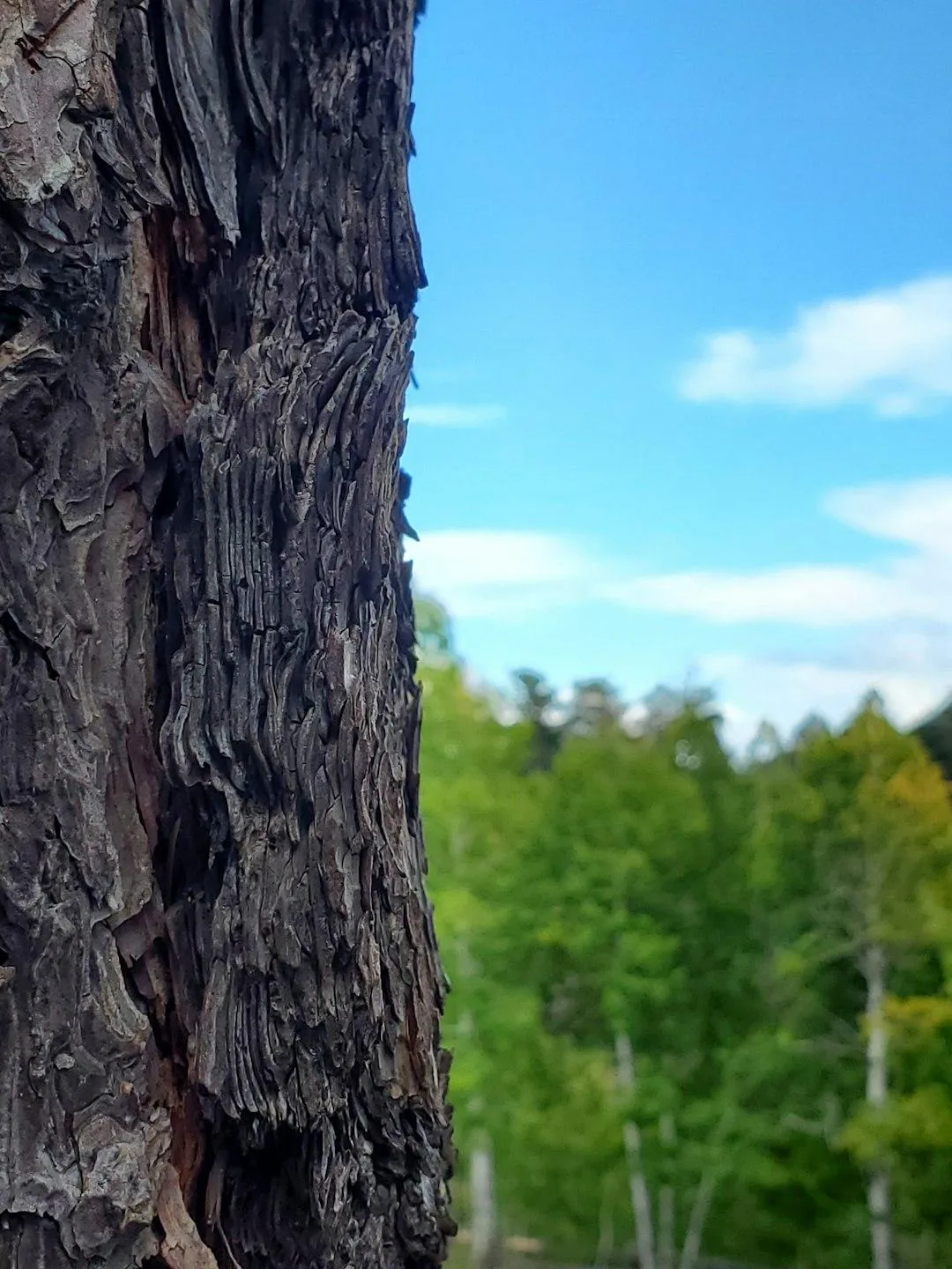 Lincoln Tree Trimming
