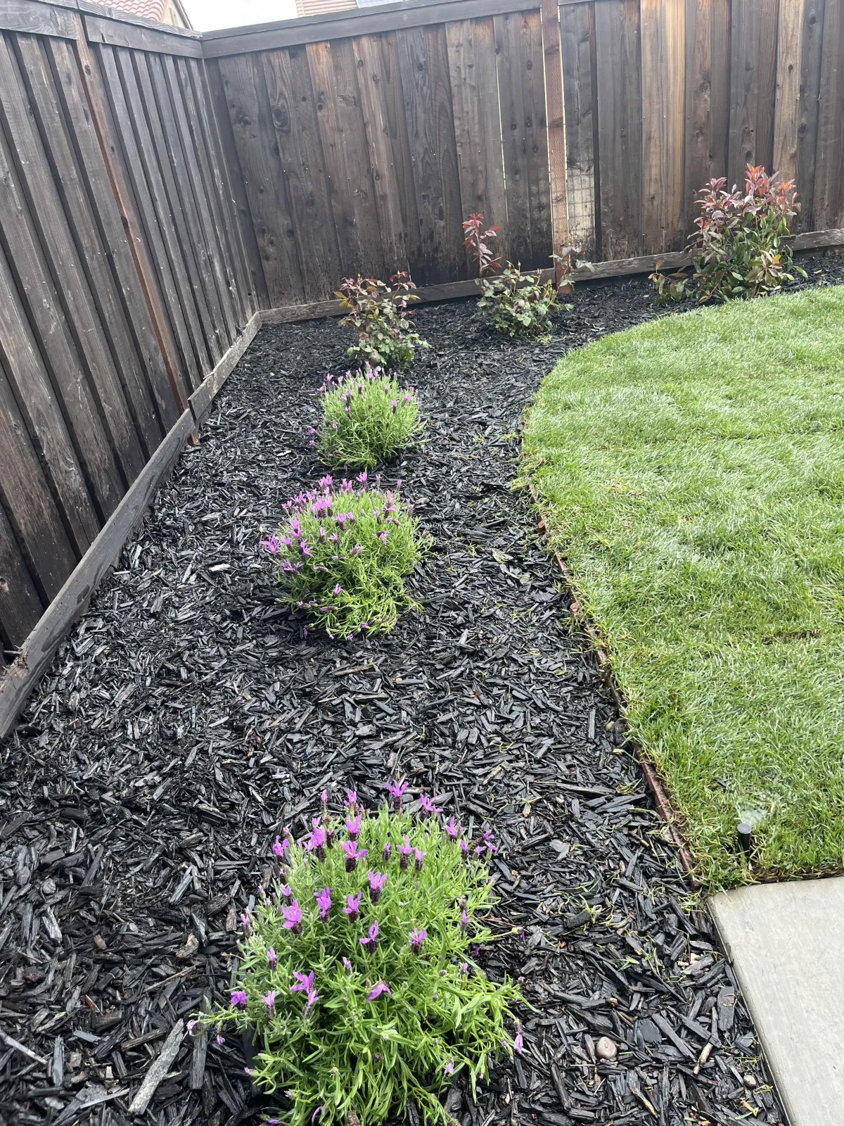 Lawn Maintenance Roseville