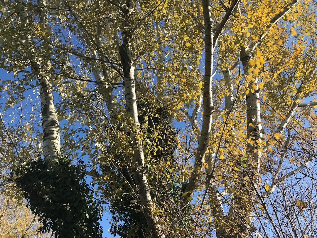 Roseville Tree Trimming