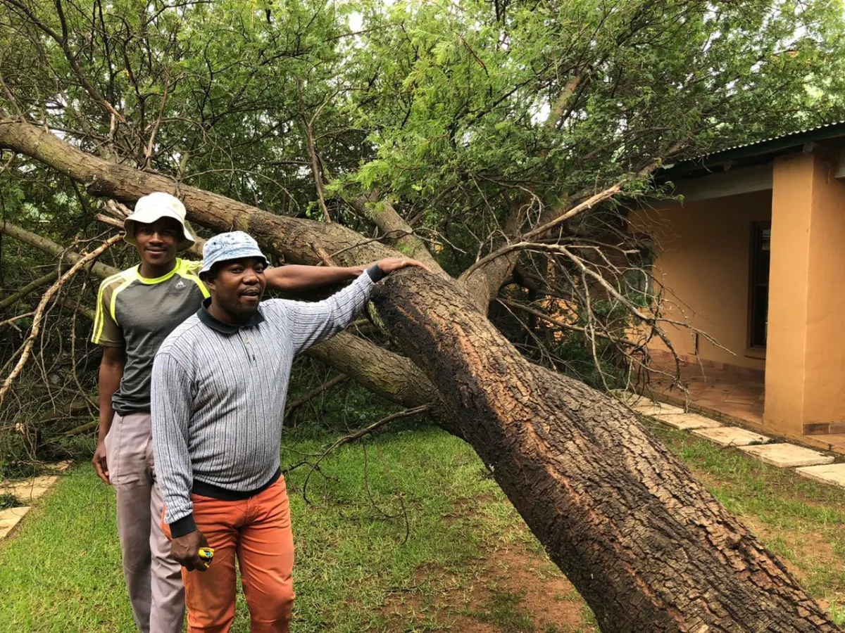 Tree Felling Services Gauteng